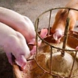 Kako pravilno pariti suhu krmnu smjesu u granulama, da li je moguće hraniti vijetnamsku prasad